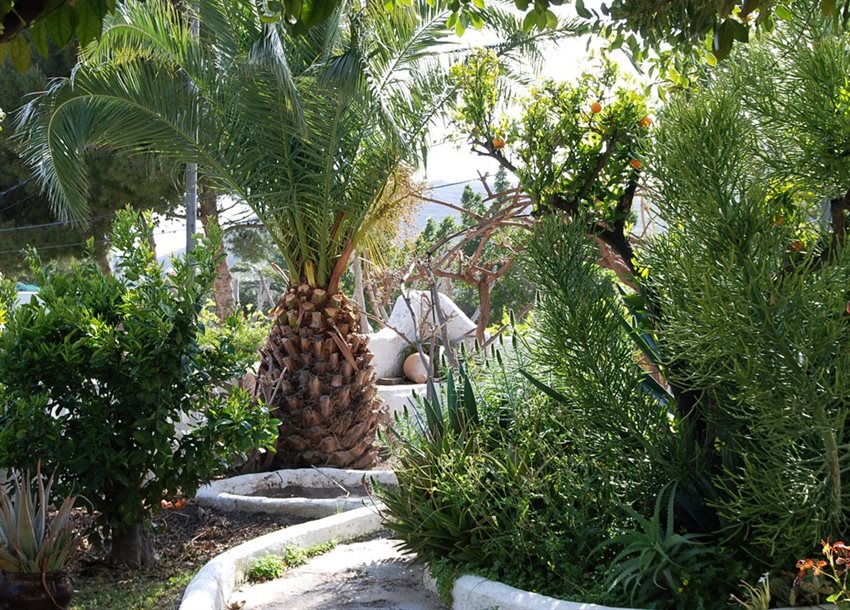 Tuin vol palmbomen
